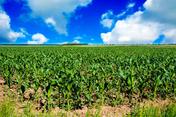 Corn field