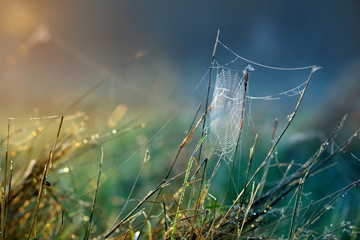 Beautiful spider web with water drops close-up