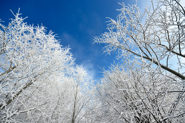 hoar-frost on trees in winter