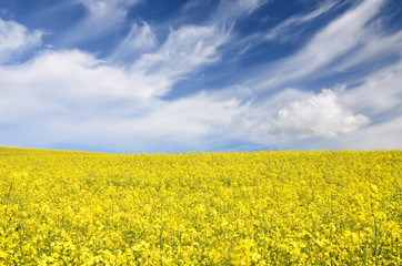 Obraz premium yellow rapeseed field in Latvia