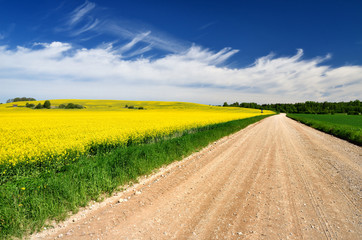 Obraz premium countryside road and yellow rapeseed field
