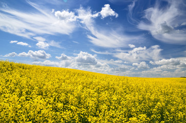 yellow rapeseed field in Latvia
