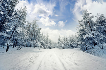winter scene: road and forest with hoar-frost on trees - 100119235