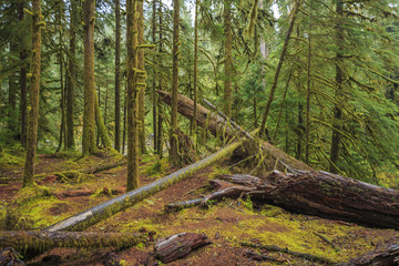 Hoh Rainforest, Olympic National Park, Washington state, USA