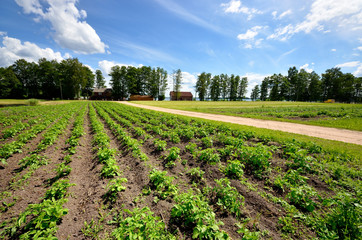 Fototapeta na wymiar classic rural landscape. Green field against blue sky