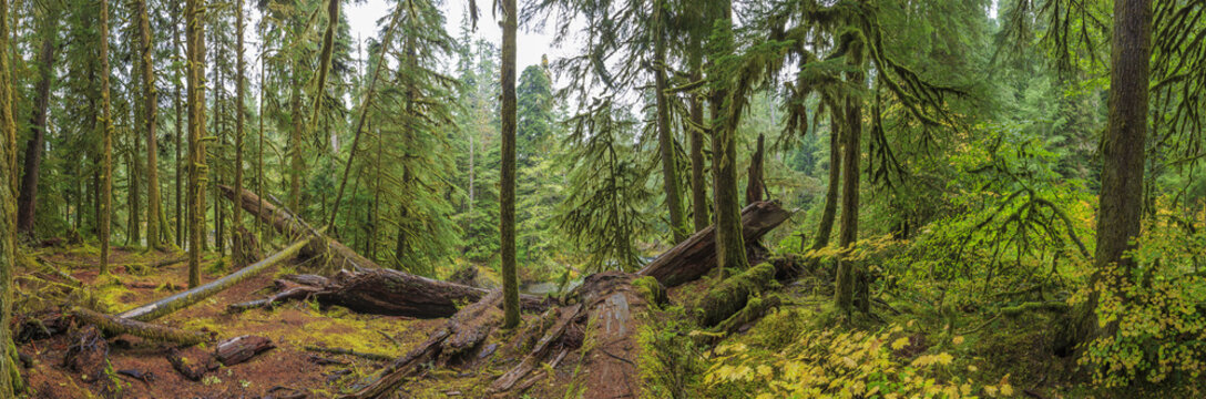 Fototapeta Hoh Rainforest, Olympic National Park, Washington state, USA