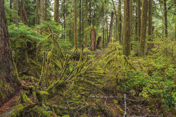 Hoh Rainforest, Olympic National Park, Washington state, USA