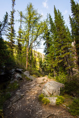 hiking trail big beehive in the middle of the forest of the national park of banff in the rocky mountains of alberta canada