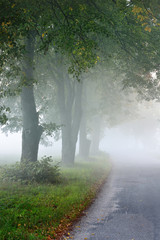 Fototapeta premium Strong beautiful fog in the forest