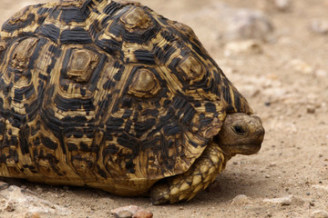 Leopardenschildkröte