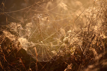 Beautiful spider web with water drops close-up