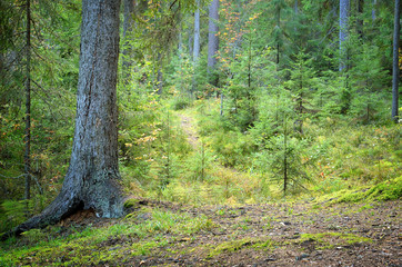 dark pine forest and a small road