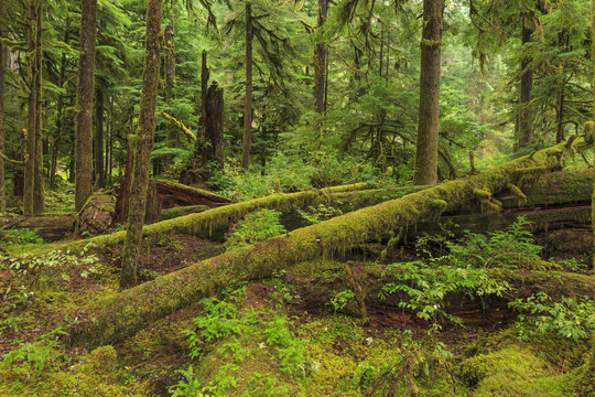 Fototapeta Hoh Rainforest, Olympic National Park, Washington state, USA