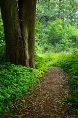 Road in the  forest at the sunset