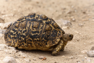 Obraz premium Leopardenschildkröte