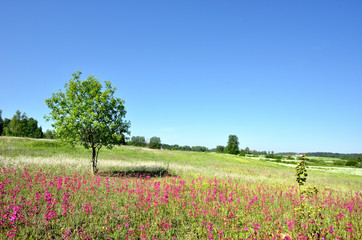 classic rural landscape. Flower field against blue sky