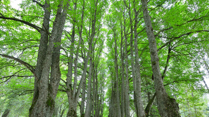 Obraz premium Road in a beautiful forest in the morning