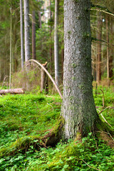 dark pine forest scene