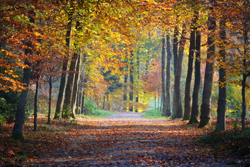 Autumn forest. Nachtegalenpark in Antwerp