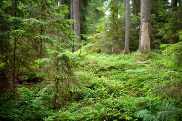 Obraz premium dark pine forest scene