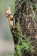 orangr spiny lizard
