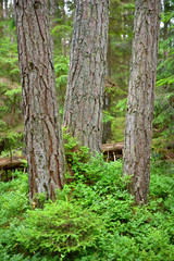 dark pine forest scene