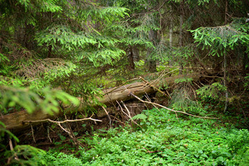 dark pine forest scene