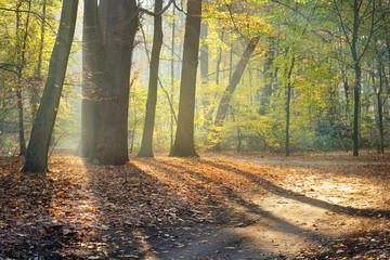 Autumn forest. Nachtegalenpark in Antwerp - 100120883