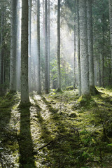 Sun rays in a fog in the forest. Latvia