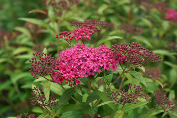 Spiraea japonica  Dart's Red