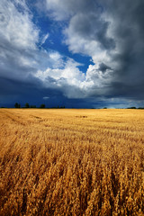 cereal field against dark stormy clouds