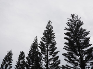 Obraz premium Monochrome tree