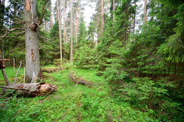 dark pine forest scene - 100121230