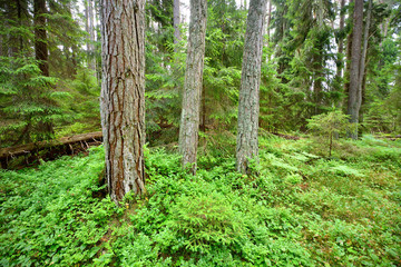 dark pine forest scene - 100121273