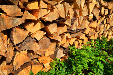 freshly made firewood in the forest - 100121275