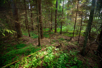dark pine forest scene - 100121433