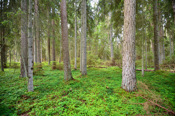 dark pine forest scene - 100121449