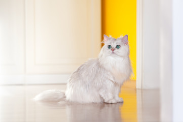 White cat chinchilla on a bright background