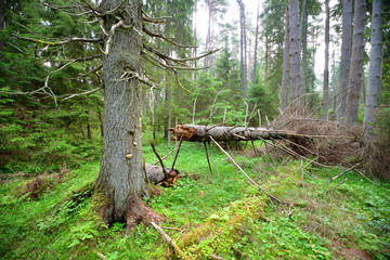 dark pine forest scene - 100121464