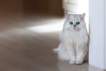 White cat chinchilla on a bright background