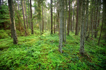dark pine forest scene - 100121478