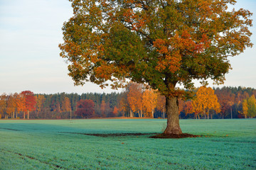 Colorful lonely tree in the field in Autumn - 100121489