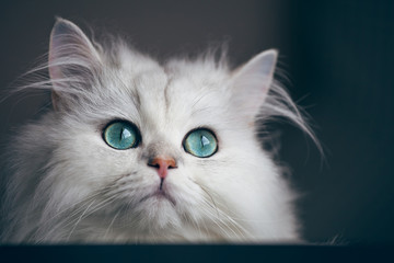 White cat chinchilla. Fluffy cute pet animal with bright green eyes - Powered by Adobe