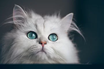 Foto op Aluminium White cat chinchilla. Fluffy cute pet animal with bright green eyes © photoprime