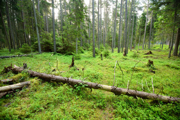 dark pine forest scene - 100121603