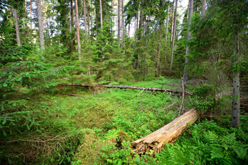dark pine forest scene - 100121616