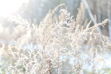 Frost winter plant close to the light 