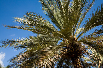 Kroon palms against the sky