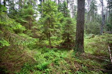dark pine forest scene - 100121643