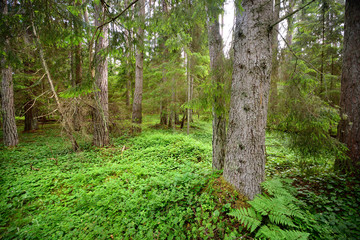 dark pine forest scene - 100121657